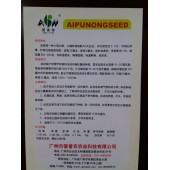 广东爱普农 金娃娃娃菜种子 单球重250-300克 从播种至成熟50天左右 包球速度快 味道鲜美 白菜种子 10克装