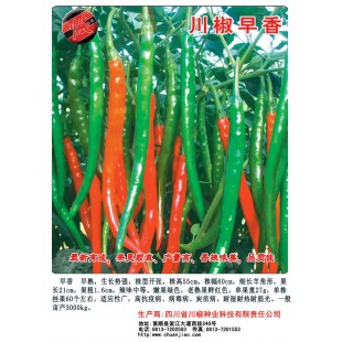 四川川椒 川椒早香辣椒种子 早熟 果更顺直 产量高 香辣味美 品质佳 辣椒种子 10克装