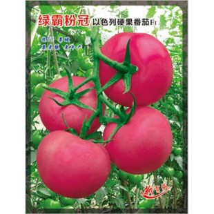 广州绿霸 绿霸粉冠番茄种子 无限生长型 抗TY 熟果粉红亮丽 单果重250克左右 果实坚硬 一致性好 耐裂果 亩产可达10000公斤以上 番茄种子 1000粒装