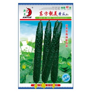 广州绿霸 东方靓美青瓜种子 油亮型高档品种 抗黄瓜霜霉 枯萎 黄点病能力强 叶色较黑 青瓜种子 20克装