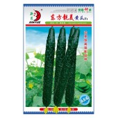 广州绿霸 东方靓美青瓜种子 油亮型高档品种 抗黄瓜霜霉 枯萎 黄点病能力强 叶色较黑 青瓜种子 20克装