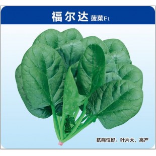 揭阳福宝 福尔达菠菜种子 中早熟 最新荷兰引进杂交一代 耐抽苔性好 产量高 适应性广 菠菜种子 300克装