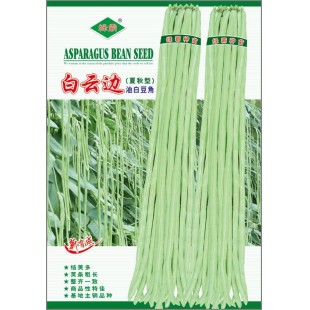 广州绿霸 白云边夏秋型油白豆角种子 高抗病 耐热性好 生长势强 上市卖价高 特丰产 豆角种子 200克装