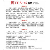 广州绿霸 抗TY-A66大红果番茄种子 新品 耐热 大果型 无限生长型 不死苗 耐热 抗性好 挂果多亩产可达10000公斤 番茄种子 1000粒装