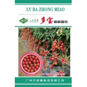 广州绿霸 多宝樱桃番茄种子 无限生长型 鲜红亮丽 果实正圆形 单果重18-25克 耐裂果 糖度高 硬度好 特耐贮运 番茄种子 300粒装