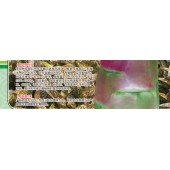 广州绿霸 绿霸红莴笋种子 中晚熟 香味浓 皮薄 品质优 可食率高 是目前市场上最畅销的理想绿色蔬菜 10克装 莴笋种子