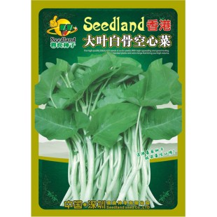 深圳喜良 香港大叶白骨空心菜香菜种子 生长快 耐热 耐寒 耐风雨 纤维少 肉质柔嫩 空心菜种子 500克装