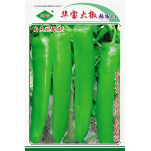 广州绿霸 华宝大椒辣椒种子 果更长更大 中早熟 耐寒 耐热 耐湿 果黄绿色 粗长牛角形 果长23-30cm  辣椒种子 10克装