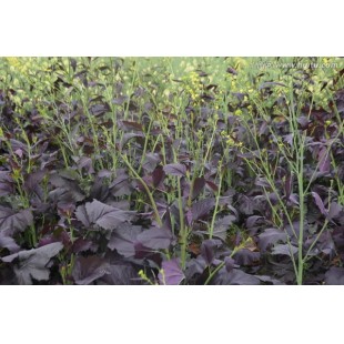 广州百蔬 观赏性油菜花种子 叶片紫色 黄花 花期长 适合广东 广西等华南地区种植  油菜花种子 500克装