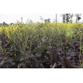 广州百蔬 观赏性油菜花种子 叶片紫色 黄花 花期长 适合广东 广西等华南地区种植  油菜花种子 500克装