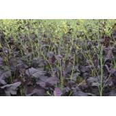 广州百蔬 观赏性油菜花种子 叶片紫色 黄花 花期长 适合广东 广西等华南地区种植  油菜花种子 500克装