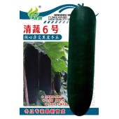 清远清蔬 清蔬6号杂交铁心冬瓜种子 果实圆柱炮弹形 肉质致密 果长可达75-85厘米左右 转黑快 空腔小 10克装 铁心冬瓜种子