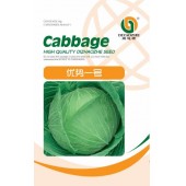 贵州力合 优势一号甘蓝种子 日本引进 中早熟 定植后约60-70天收获 结球紧实 生熟吃皆可 单球重约1.5-2.0kg 10克装 甘蓝种子