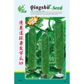清远清蔬 连环杂交节瓜种子 中早熟 耐热 耐肥 早结瓜 座瓜率高 到结瓜期一般节节有雌花 产量极高 肉厚 清甜 食味特佳 单瓜重500克左右 500粒装 节瓜种子