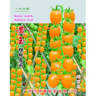 广州绿霸 黄玉樱桃番茄 株型美观 熟果黄色亮丽 果半椭圆形 单果重15-18克 耐裂果 嫩度好 糖度高 番茄种子 1克装