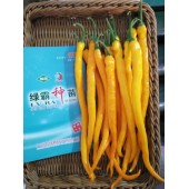 广州绿霸 炎黄线椒种子 成熟果黄色 皮薄 口感极佳 黄绿转橘黄色 果顺直 光亮 长势旺 长23-28cm 辣椒种子 5克装
