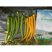 广州绿霸 炎黄线椒种子 成熟果黄色 皮薄 口感极佳 黄绿转橘黄色 果顺直 光亮 长势旺 长23-28cm 辣椒种子 5克装