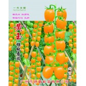 广州绿霸 黄玉樱桃番茄 株型美观 熟果黄色亮丽 果半椭圆形 单果重15-18克 耐裂果 嫩度好 糖度高 番茄种子 1克装