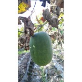 广东粤蔬 墨宝小冬瓜  适合用作冬瓜盅 50粒装