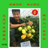 河南豫艺 国豫皇妃高档彩椒 果实方正光滑 单果重180克左右 幼果黄绿色 成熟果艳红色 商品性好 脆甜 耐储运 连续结果能力强 1000粒装 彩椒种子
