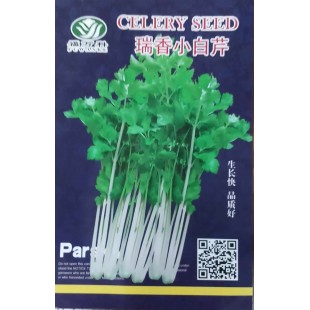 广东金福园 瑞香小香芹 高抗病 雪白空心芹 叶片少 嫩绿 叶柄洁白 耐热 耐寒 生长速度快 10克装 芹菜种子