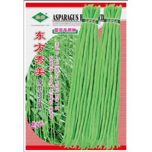 广州绿霸 东方秀美厚肉长豆角种子 早中熟 荚面光滑耐老化 荚长80-85厘米左右 无鼠尾 整齐一致 400克装 豆角种子
