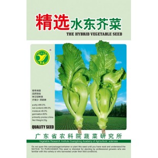 广东粤蔬 精选水东芥菜种子 广东农科院选育 早中熟 亩产量1250-1800公斤 芥菜种子 20克装