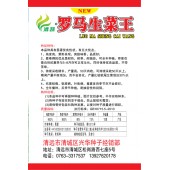 清远清蔬 罗马生菜王种子 耐热 耐寒 耐抽苔 10克装