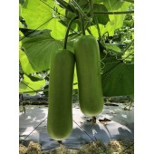 广州阳兴 早收成2号水果蒲瓜 极早熟．春植播种至初收约50天 单瓜重约500克 肉质嫩滑 蒲瓜种子 10克装