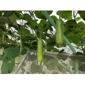 广州阳兴 早收成2号水果蒲瓜 极早熟．春植播种至初收约50天 单瓜重约500克 肉质嫩滑 蒲瓜种子 10克装