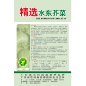 广东粤蔬 精选水东芥菜种子 广东农科院选育 早中熟 亩产量1250-1800公斤 芥菜种子 20克装