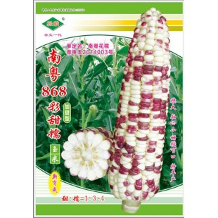 广州绿霸 南粤868彩甜糯玉米种子 甜糯比例1：3.糯中带甜 甜中有香 香脆可口 冷食不返生 甜度好 玉米种子 200克装