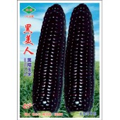 广州绿霸 黑美人黑糯玉米种子 抗逆性强 适应性广 单穗重350-500克 鲜食80天左右 黑糯米玉米种子 200克装