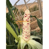 广州绿霸 南粤868彩甜糯玉米种子 甜糯比例1：3.糯中带甜 甜中有香 香脆可口 冷食不返生 甜度好 玉米种子 200克装