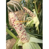 广州绿霸 南粤868彩甜糯玉米种子 甜糯比例1：3.糯中带甜 甜中有香 香脆可口 冷食不返生 甜度好 玉米种子 200克装