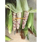 广州绿霸 南粤868彩甜糯玉米种子 甜糯比例1：3.糯中带甜 甜中有香 香脆可口 冷食不返生 甜度好 玉米种子 200克装