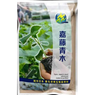 北京育正泰 嘉藤青木 黄瓜砧木 1000粒装 砧木种子