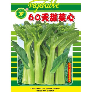 广东粤蔬 60天甜菜心 植株生长旺盛 叶柄短 叶片中等椭圆形 油绿有光泽 纤维少 品质佳 400克装 菜心种子