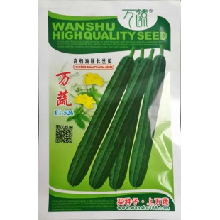 清远清蔬 万蔬526高档油绿长丝瓜 瓜长40-55厘米左右 单瓜重300克 皮色青绿 