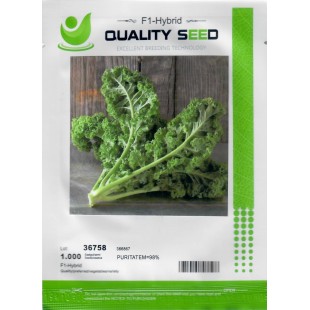 北京东升种业 荷兰进口 绿玉羽衣甘蓝 1000粒