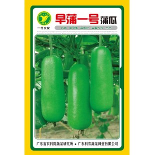 广东粤蔬 早蒲一号蒲瓜 广东省农科院选育 特早熟 瓜长约 23-28厘米 商品瓜单瓜重约500克 10克装