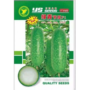 广东科农 粤蔬 绿青节瓜 丰产 早熟 抗病肉清甜 3克装 节瓜种子