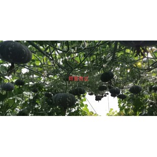 广东科农 粤蔬 甜蜜小南瓜  10克装