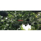广东科农 粤蔬 甜蜜小南瓜  10克装