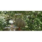广东科农 粤蔬 甜蜜小南瓜  10克装