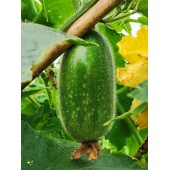 广东粤蔬 粤广节瓜种子 广东农科院选育 亩产4000公斤商品瓜重300克以上 节瓜种子 20克装