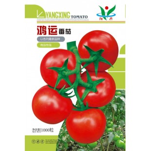 广州阳兴 鸿运番茄 1000粒装