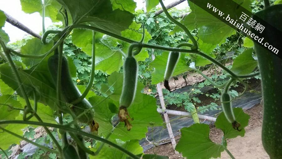 广东粤蔬 丰冠一号节瓜种子 广东农科院选育 亩产4000kg 1-8月适播 节瓜种子 20克装