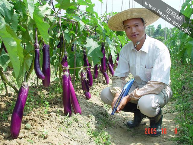 广东粤蔬 农丰三号紫红茄种子 广东农科院选育 末期挂果超靓不变短 农科院最新品种 茄子种子 5克装