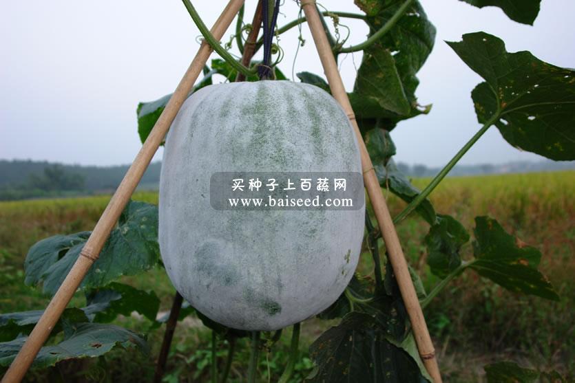 广东粤蔬 广利杂交粉皮冬瓜种子 广东农科院选育 瓜长35厘米 耐贮性好 冬瓜种子 20克/包